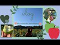 Vlog -🍎 Recogiendo manzanas🍎y laberinto de Maíz - Jewel_yazmin