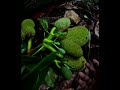 നമ്മുടെ പ്ലാവ് #plantsgarden #shortsvideo