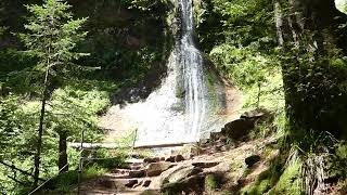 Genießerpfad Baiersbronner Sankenbachsteig (05.08.2017)