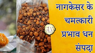 नागकेसर के चमत्कारी प्रभाव : धन संपदा ll Remedy For money from Naagkesar