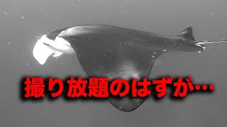 【石垣島ダイビング】水面捕食マンタ10匹以上に遭遇！ でもその時GoProのバッテリーが…（泣）