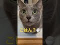 ご飯が欲しくて可愛い超ドアップな猫（ロシアンブルー） shorts