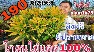 โกสนไม้แดด100%สั่งซื้อโทร0812515669  ราคาถูก ส่งฟรี มีปลายทาง พร้อมดูแลตลอดการจัดส่ง เสียหายมีเครม