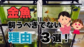 【本音】金魚飼育2年目が警告！金魚を飼うのはやめておけ！3選！