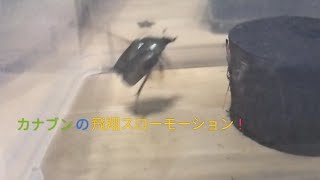 カナブン飛翔スローモーション（テキストなし）