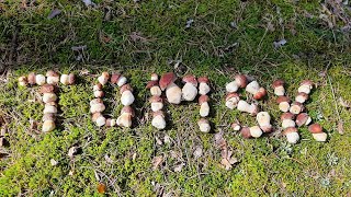 CHIPMUNK HELPS MUSHROOM PICKERS! Full Baskets of porcini mushrooms. Porcini Mushrooms 2022