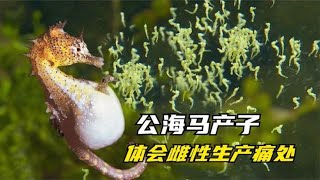 雄海马“生孩子”？挺着大肚子疯狂抽搐，成群小海马瞬间被射出！