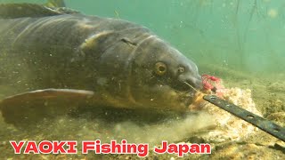 【水中映像】鯉釣りの捕食シーンを完全収録 Carpfishig underwater