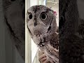 chatty screech owl cincinnati zoo shorts