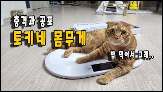 고양이 몸무게 측정하기 정확한 체중계 명품락 반려동물 디지털 체중계.The pet digital scale/토토네토스트