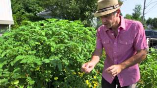 Potager de Michel Beauchamp et Josée Landry - Juillet 2012