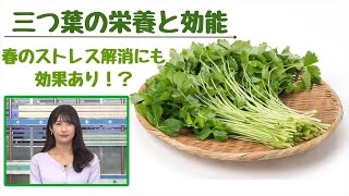 三つ葉の栄養と効能　春のストレス解消にも効果あり!?