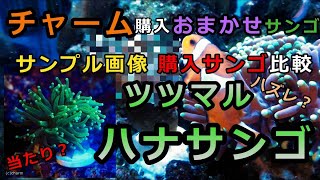 【フラワーコーラル】チャームさん購入おまかせ「ツツマルハナサンゴ (グリーン)プラグ付き(1個)」のサンプル画像比較【おまかせは当たって砕けろ！】