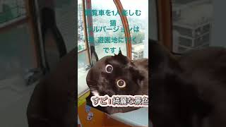 観覧車を1人楽しむ猫#猫ミーム#猫マニ#shorts