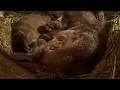 a day in the life of an otter 🦦🌲 wildlife documentary