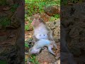 Mother Very Sweet Care Love Her Baby So Much | So Lovely Monkey #monkey #viralvideo #shortsvideo