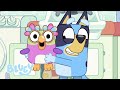 Bluey e Bingo os Brinquedos Favoritos! | Bluey Português Brasil Canal Oficial