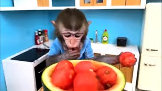 monkey brain brilliant than human #youtube #hunting #puppy #homemade #no #crab #shortsfeed #reels