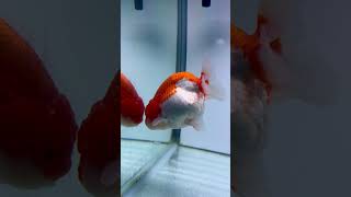 「フィッシュマスターオ」金魚 #goldfish #美しい金魚 #aquarium #美しい金魚 #金魚のフン #fish #金魚のフン #中国金魚 #aquariumfish