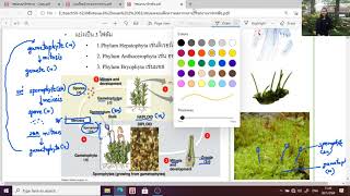 สรุปเนื้อหาเรื่อง อาณาจักรพืช (Kingdom Plantae)