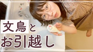 【引越し】文鳥と新居で初めて過ごす夜のvlog🌙【25歳一人暮らしの日常】