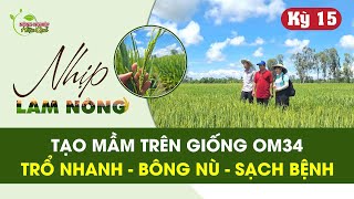 APN - TẠO MẦM TRÊN GIỐNG OM34 GIÚP LÚA TRỔ NHANH – BÔNG NÙ – SẠCH BỆNH | NHỊP LÀM NÔNG KỲ 15