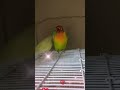 他のインコと人の目を気にしながらもいちゃつく、ボタンインコとセキセイインコ shorts