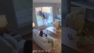 Security Cam Captures Wild Deer Crash