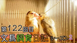 文鳥飼育日記シーズン2第122回目