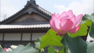 境内を彩るハス見頃　四国中央・西福寺・愛媛新聞