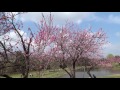 満開間近の花桃②／第40回古河桃まつり2016