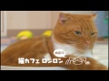 猫カフェロンロン　cm