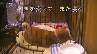 柴犬　武丸日記　ただ寝てるだけ