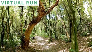 Virtual Run Forest | Virtual Running Videos | POV Running Video 25 Minutes 4K 60