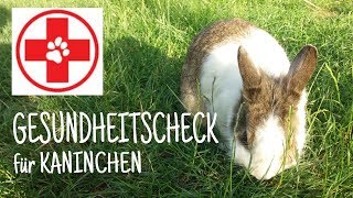 Gesundheitscheck für Kaninchen 💉🐇  | Kaninchenstar