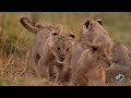 adorable lion cubs frolic as their parents look on