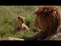 adorable lion cubs frolic as their parents look on