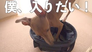 バスケットに必死で入ろうとする保護犬が、可愛いすぎる！！【Day42】