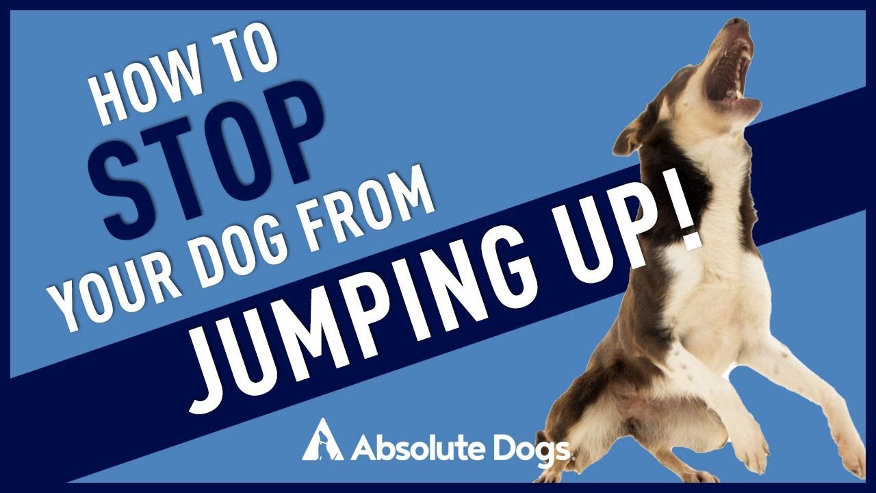 How To Stop Your Dog From JUMPING UP!! - YouTube