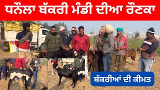 ਧਨੌਲਾ ਬੱਕਰੀ ਮੰਡੀ ਦੀਆਂ ਰੌਣਕਾਂ ll Dhanaula mandi ll #iltilanatv #goat