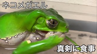 ネコメガエルに箸でコオロギを近づけてみると……🐸🦗🥢