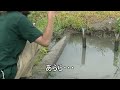 水路で小物釣りを楽しむ【埼玉県】☆smallfishing in saitama japan☆