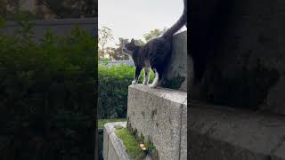 【伏見稲荷】やっぱりずっと鳴き続けている子猫ナックル　kitten keeps meowing