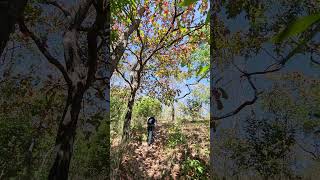 The Majestic Varayadmotta: A Trekker's Paradise#varayadmotta #kerala #trekking#nature#forest#travel