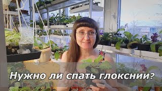 Глоксиния не спит - Чем это грозит?