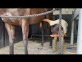 horse-donkey mating,donkey meeting, animal matings,animals mating.video