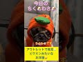 今日のちく🐶わさ🐶 shorts dog pug かわいい 犬のいる生活 パグ 癒し 犬 ぱぐ japan animals ピクミン 服 可愛い 可愛い犬