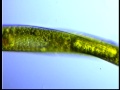 euglena oxyuris