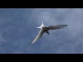 artic tern malayalam it s wild