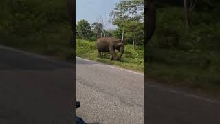 🥰 Masinagudi to Ooty  #trendnow #elephants #travelbeesvlogs